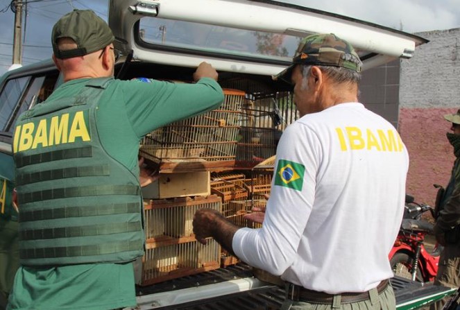 Mais de 7 mil aves silvestres foram resgatadas no RN desde 2019