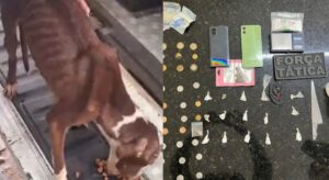 Polícia Militar resgata pitbulls em situação de maus-tratos e apreende drogas no Planalto