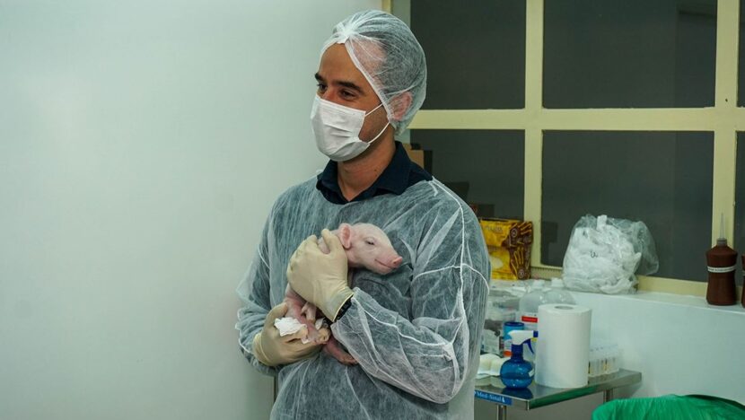 Porco-clonado-830x468