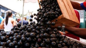 Três frutas brasileiras aparecem em ranking das 100 melhores do mundo