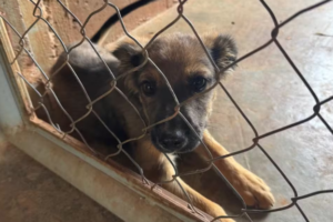 Queda nos casos de maus-tratos a animais no RN