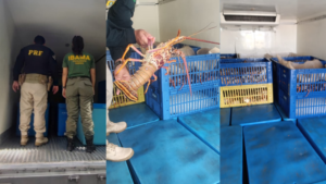 PRF apreende quase uma tonelada de lagosta transportada de forma irregular no RN