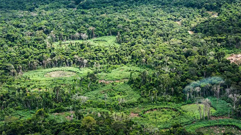 floresta